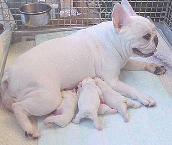 Новорожденные щенки — советы по уходу и кормлению — grantafl.ru